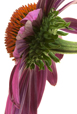 Coneflower Hidden Beauty